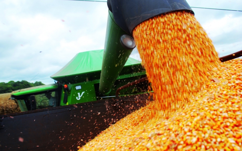 Colheita do milho exige cuidados específicos - Agroprecision